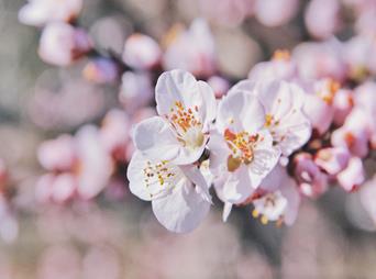 Where To Enjoy Shanghai's Peach Blossom Festival