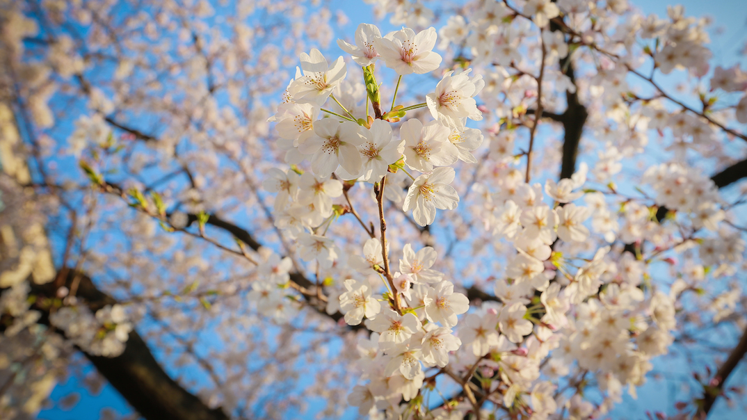 Happy Hanami! | The Peninsula tokyo